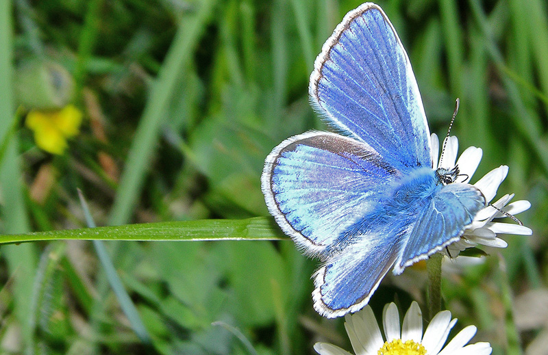 Polyommatus dorylas